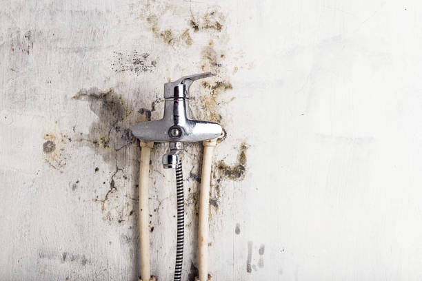 Best Local Mold Removal Service  in Califon, NJ