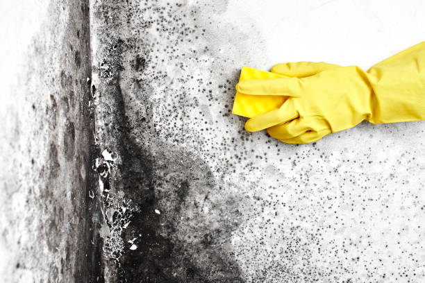 Best Emergency Mold Removal  in Califon, NJ
