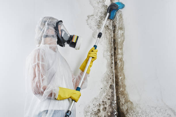 Crawl Space Mold Removal in Califon, NJ