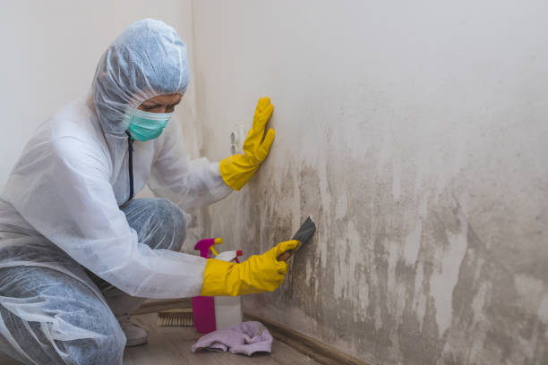 Best Fast Mold Removal  in Califon, NJ