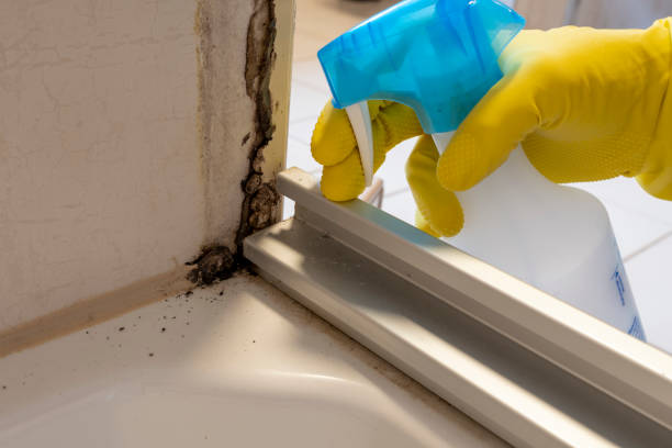 Best Crawl Space Mold Removal  in Califon, NJ