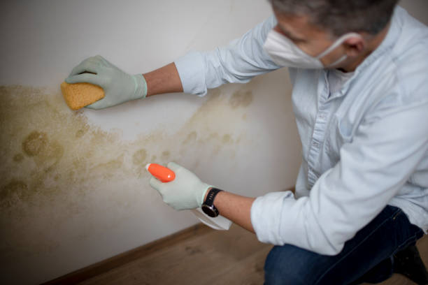 Trusted Califon, NJ Mold Removal Experts