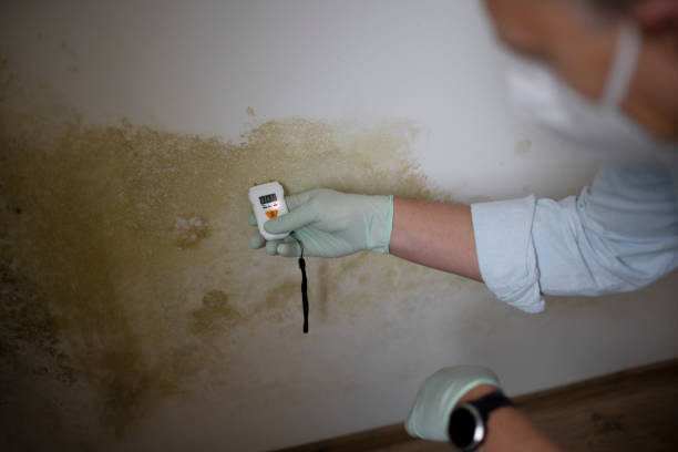 Best Certified Mold Removal  in Califon, NJ