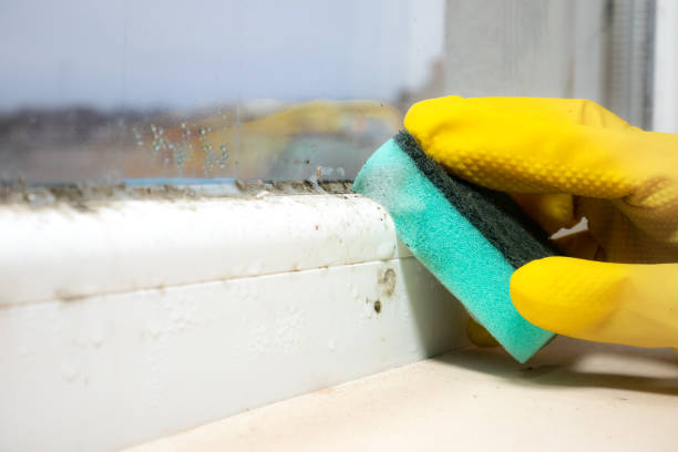 Best Toxic Mold Removal  in Califon, NJ