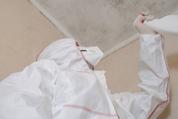 Best Same-Day Mold Removal  in Califon, NJ