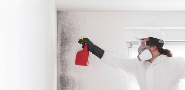 Best Home Mold Removal  in Califon, NJ