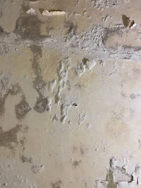 Best Mold Removal and Inspection  in Califon, NJ