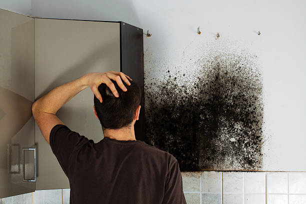 Best Home Mold Removal  in Califon, NJ