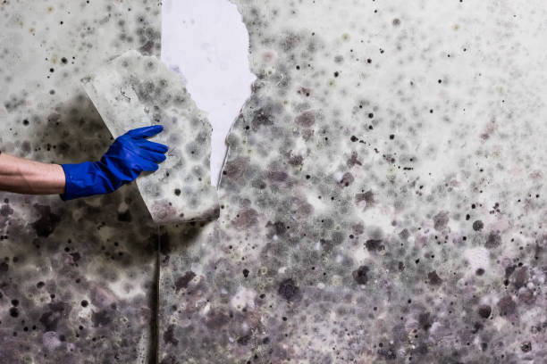 Best Affordable Mold Removal  in Califon, NJ